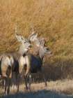Young bucks, Bosque del Apache National Wildlife Refuge, New Mexico Art Print